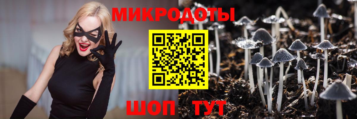 Псилоцибиновые грибы Psilocybine cubensis Балтийск